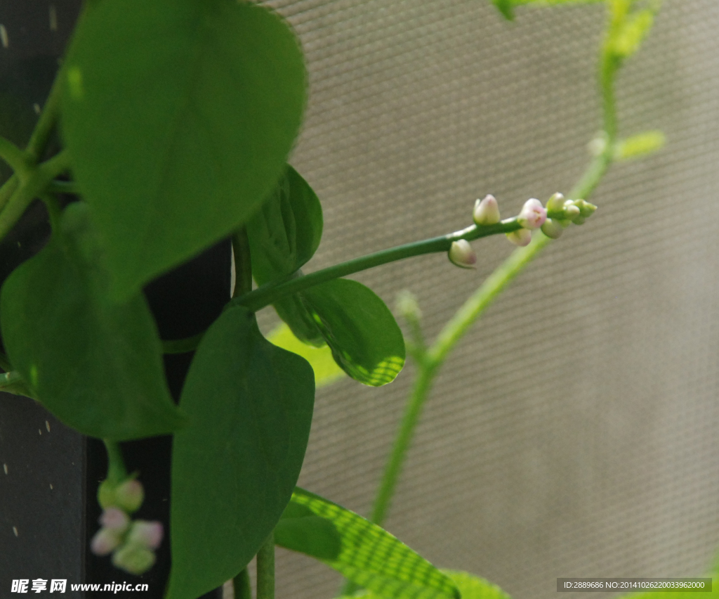 木耳菜