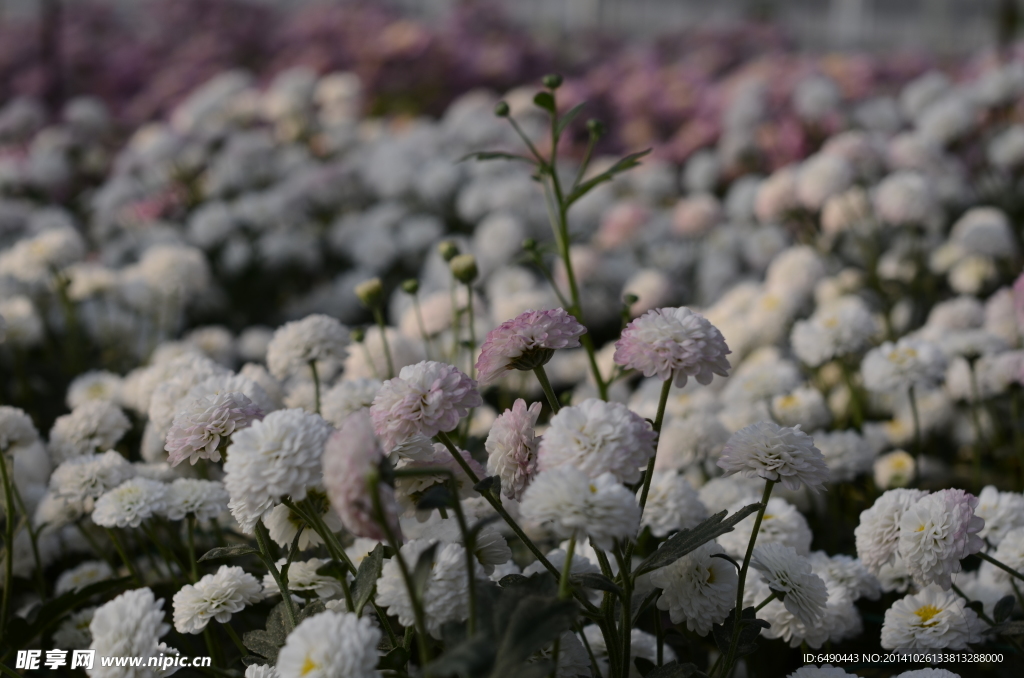 菊花海