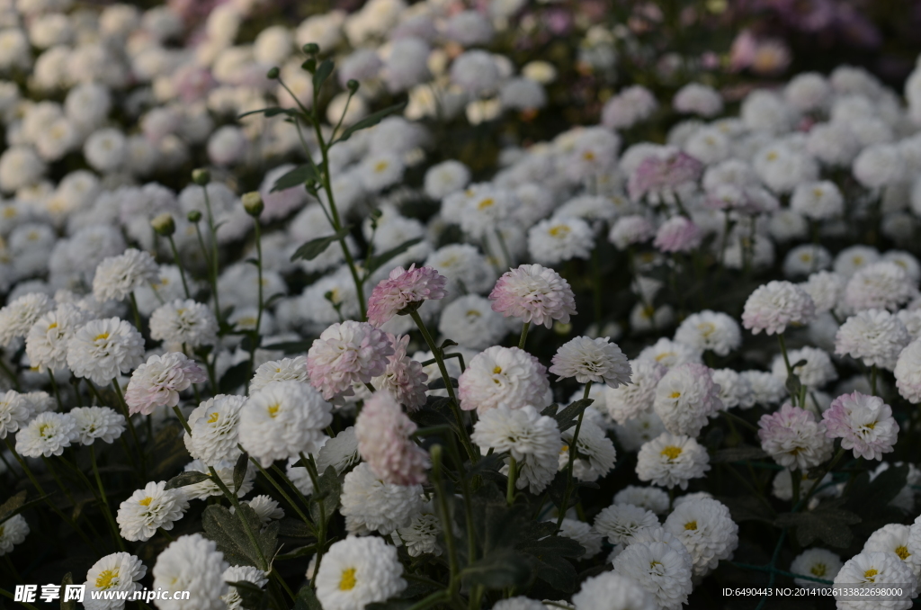 白色菊花海