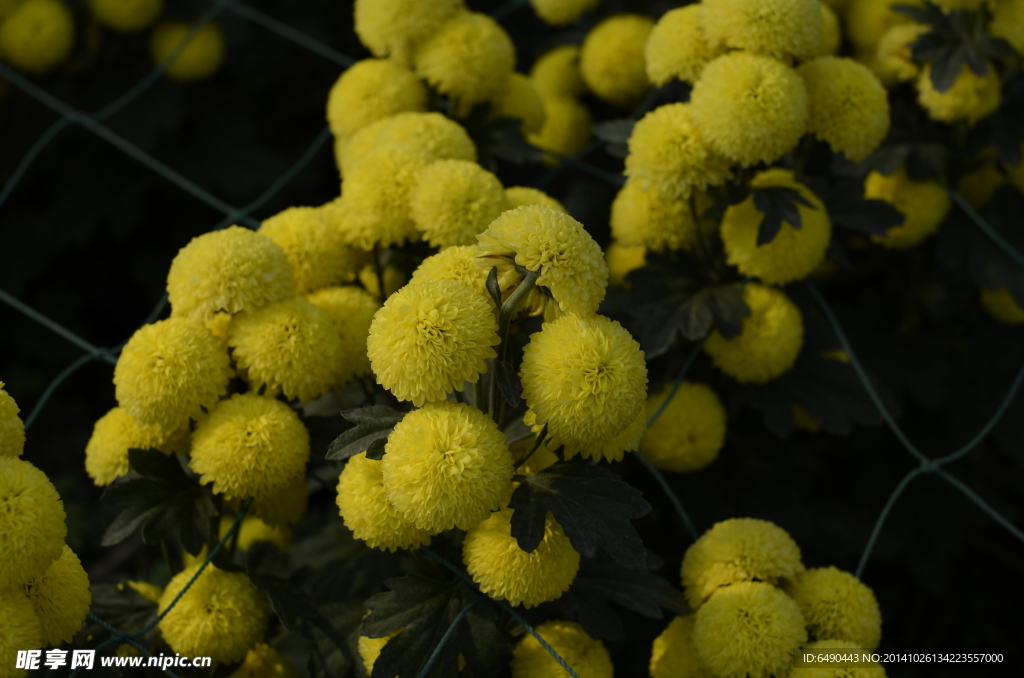 菊花