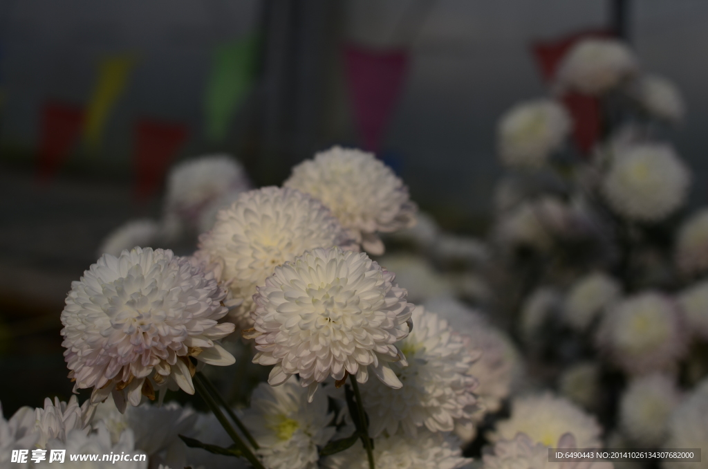 菊花