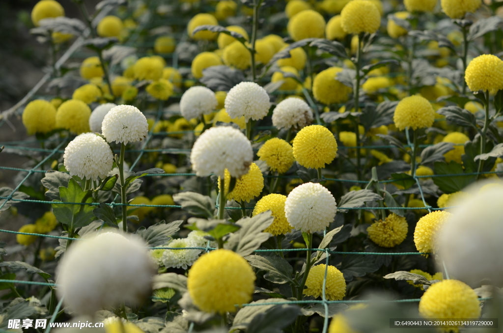 菊花