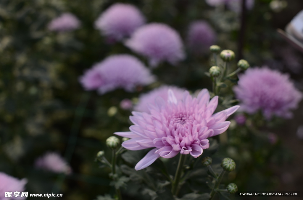 菊花