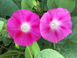 牵牛花
