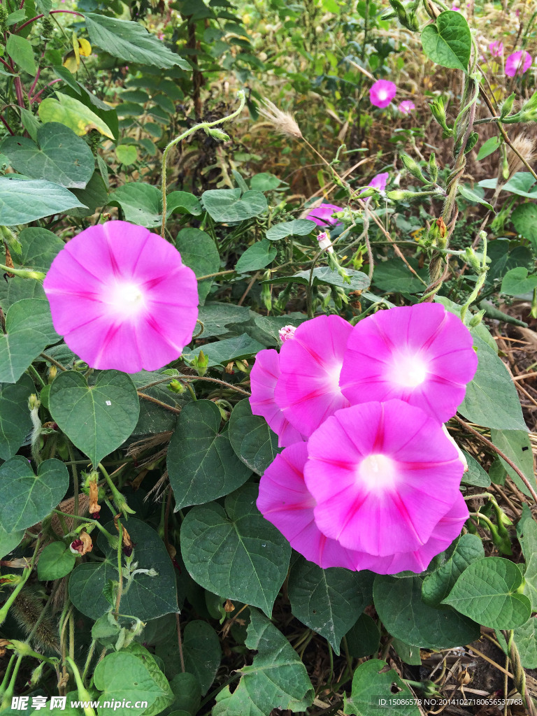牵牛花