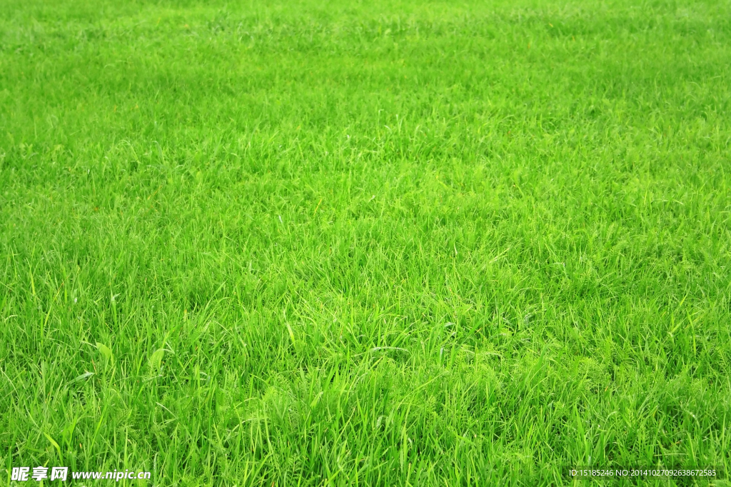 绿草地