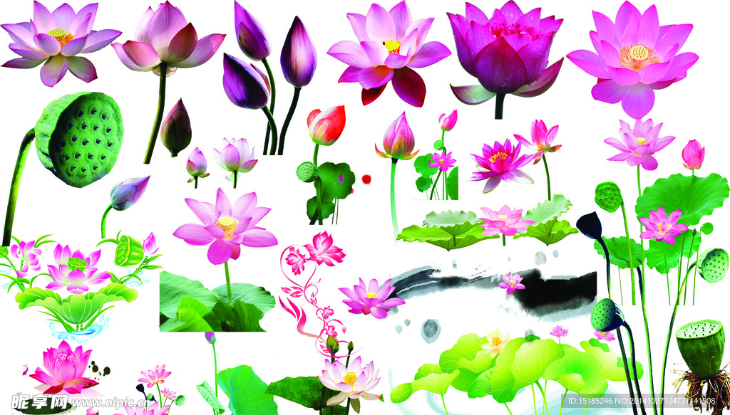 荷花素材