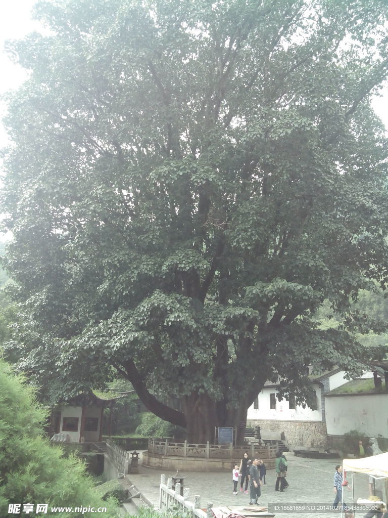 榕树