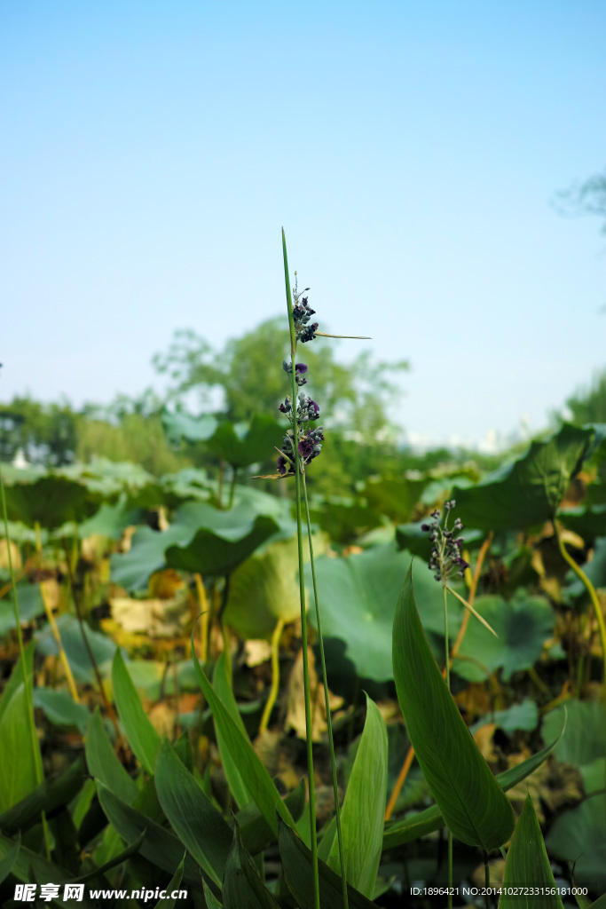 花草