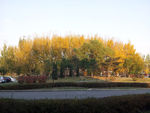 秋天午后的树木