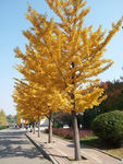 秋天中午的银杏树