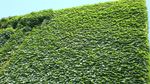 爬山虎