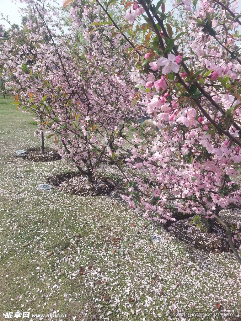 桃花