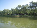 绿色风景