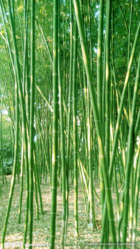 竹