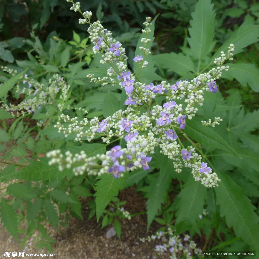 深山植物