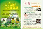 绿茶宣传单