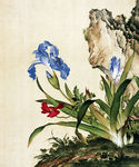 蝴蝶花图
