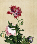 罂粟花