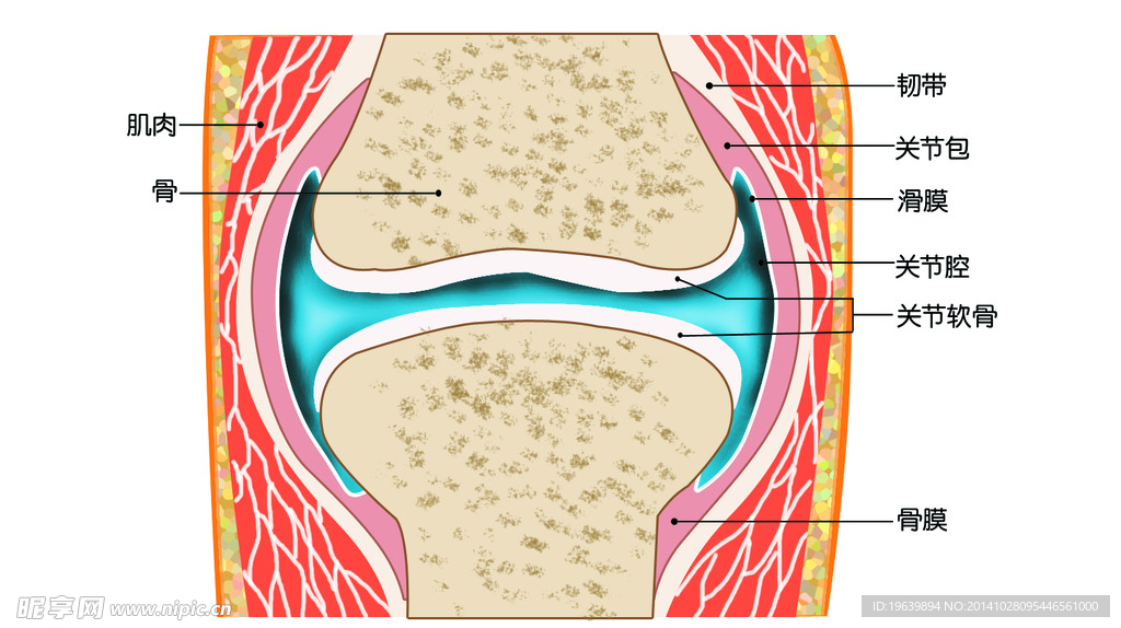 关节示意图