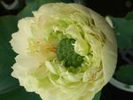 黄色荷花
