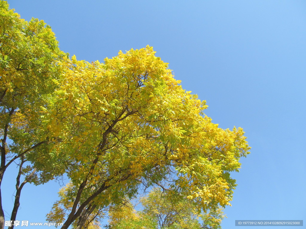 蓝天下的黄树叶