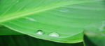 水珠