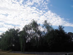 绿色风景
