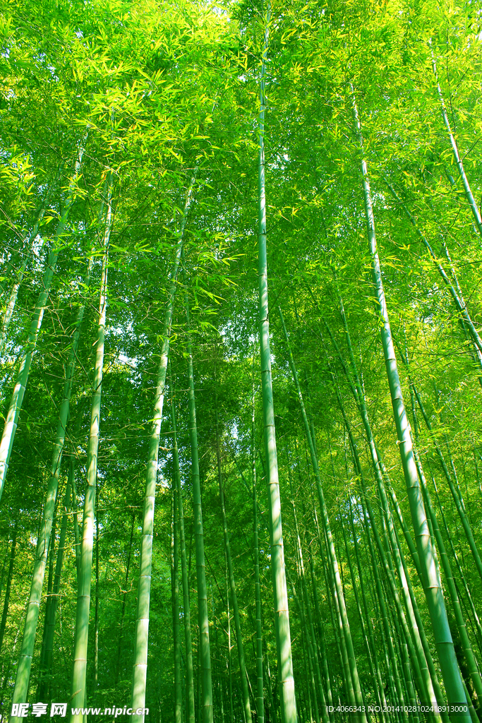 竹林