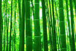 竹林