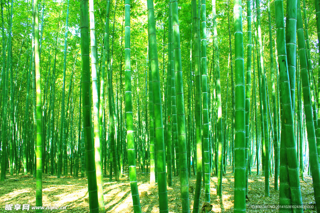 竹林