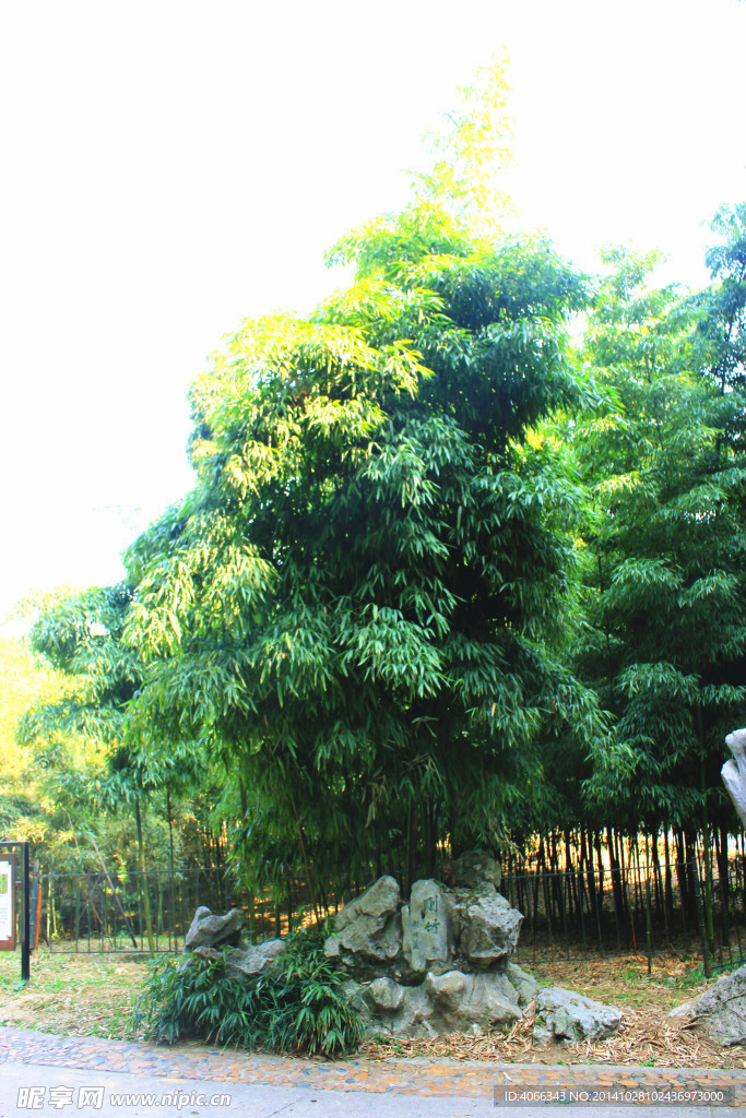 竹林