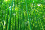竹林