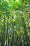 竹林