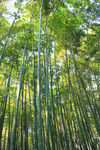 竹林