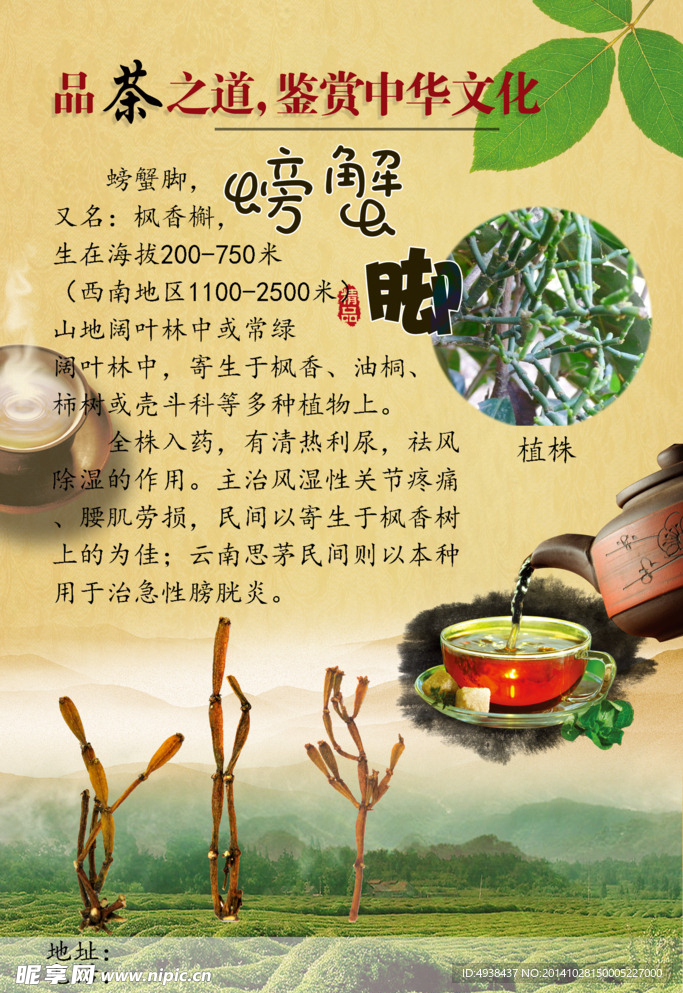 茶宣传页