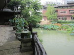 池塘风景