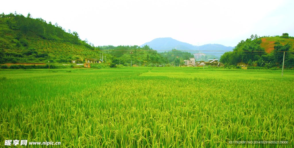 田野
