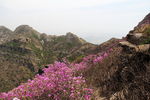 大黑山上映山红