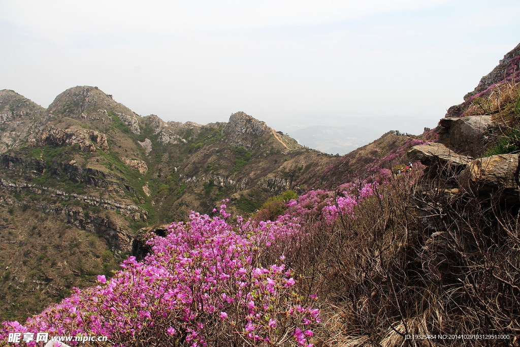 大黑山上映山红