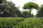 茶园风景