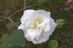 出水芙蓉