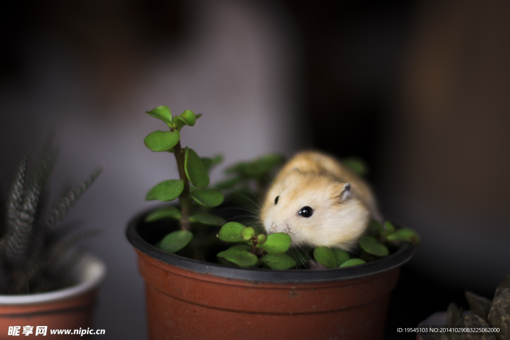 老鼠