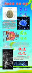 思维导图 速读 速记
