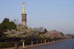 旅顺樱花大道