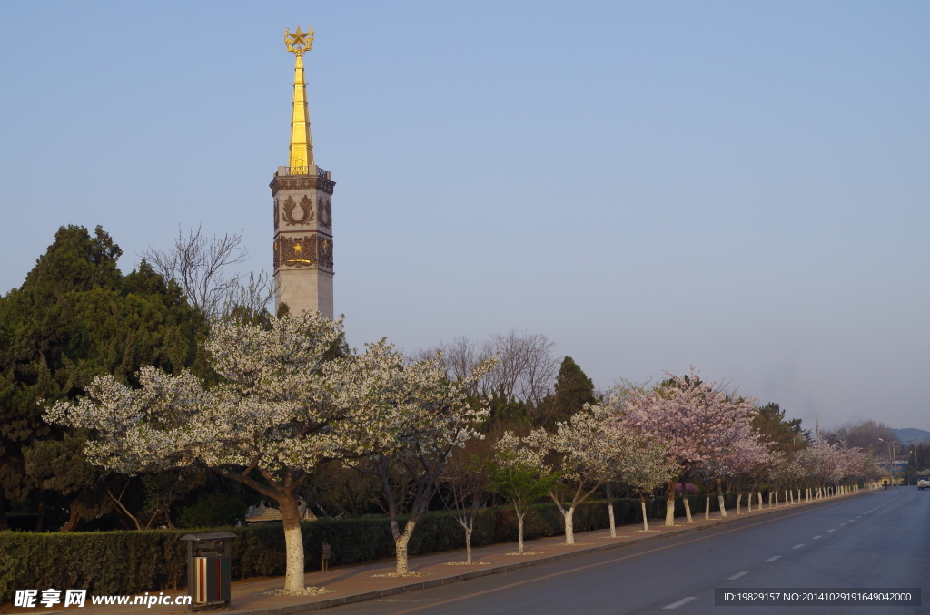 旅顺樱花大道