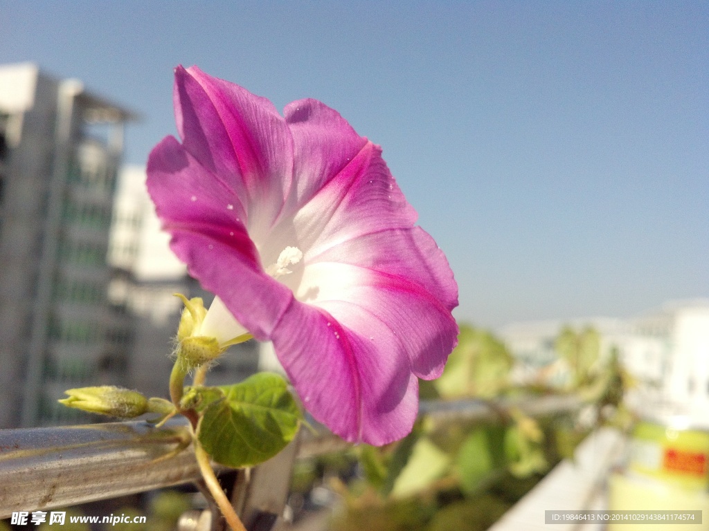 大牵牛花