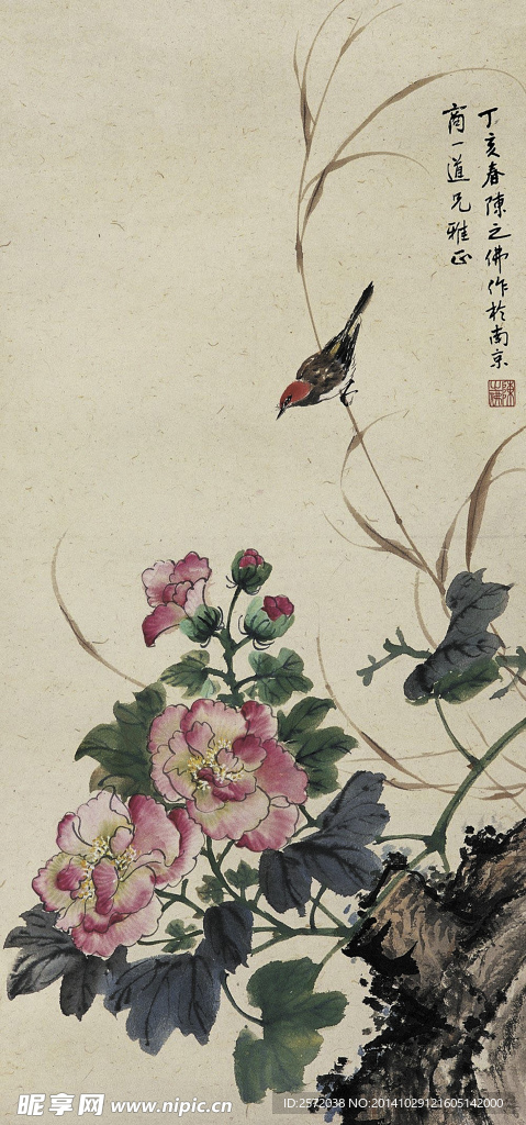 芙蓉小鸟