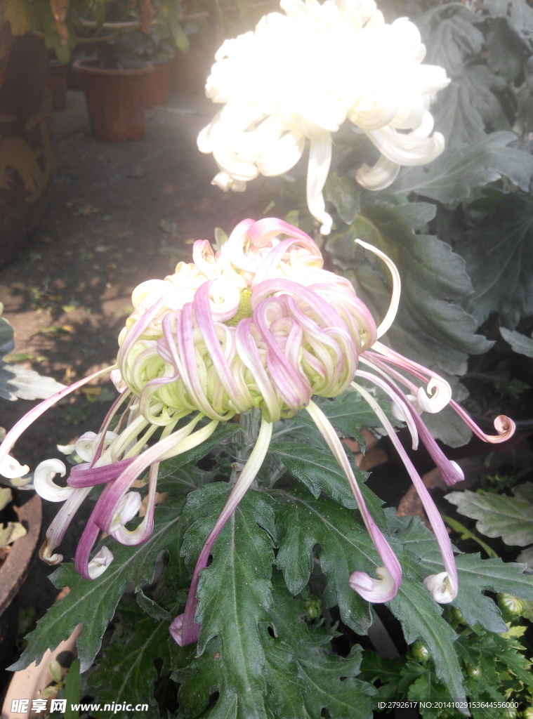菊花