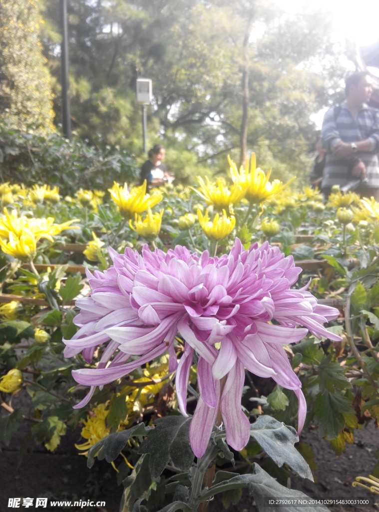 菊花